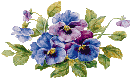 [Pansies]